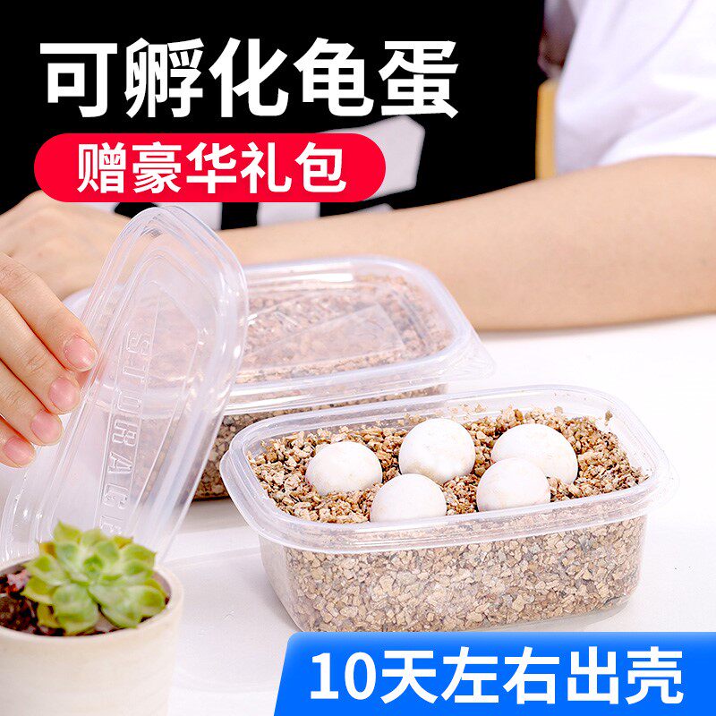 乌龟蛋可孵化套装小乌龟便宜小宠物中华草龟花龟鳄龟火焰墨龟巴西|msdalam kategori haiwan peliharaan/makanan haiwan dan bekalan, Aquarium World, penyu/penyu - dari Buy2taobao.com untuk memberikan perkhidmatan ejen Taobao profesional membeli