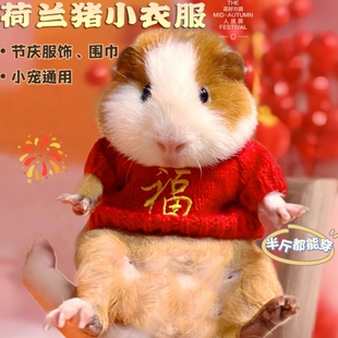 宠物荷兰猪衣服喜庆可爱超小码四季款侏儒兔豚鼠龙猫金丝熊新年装