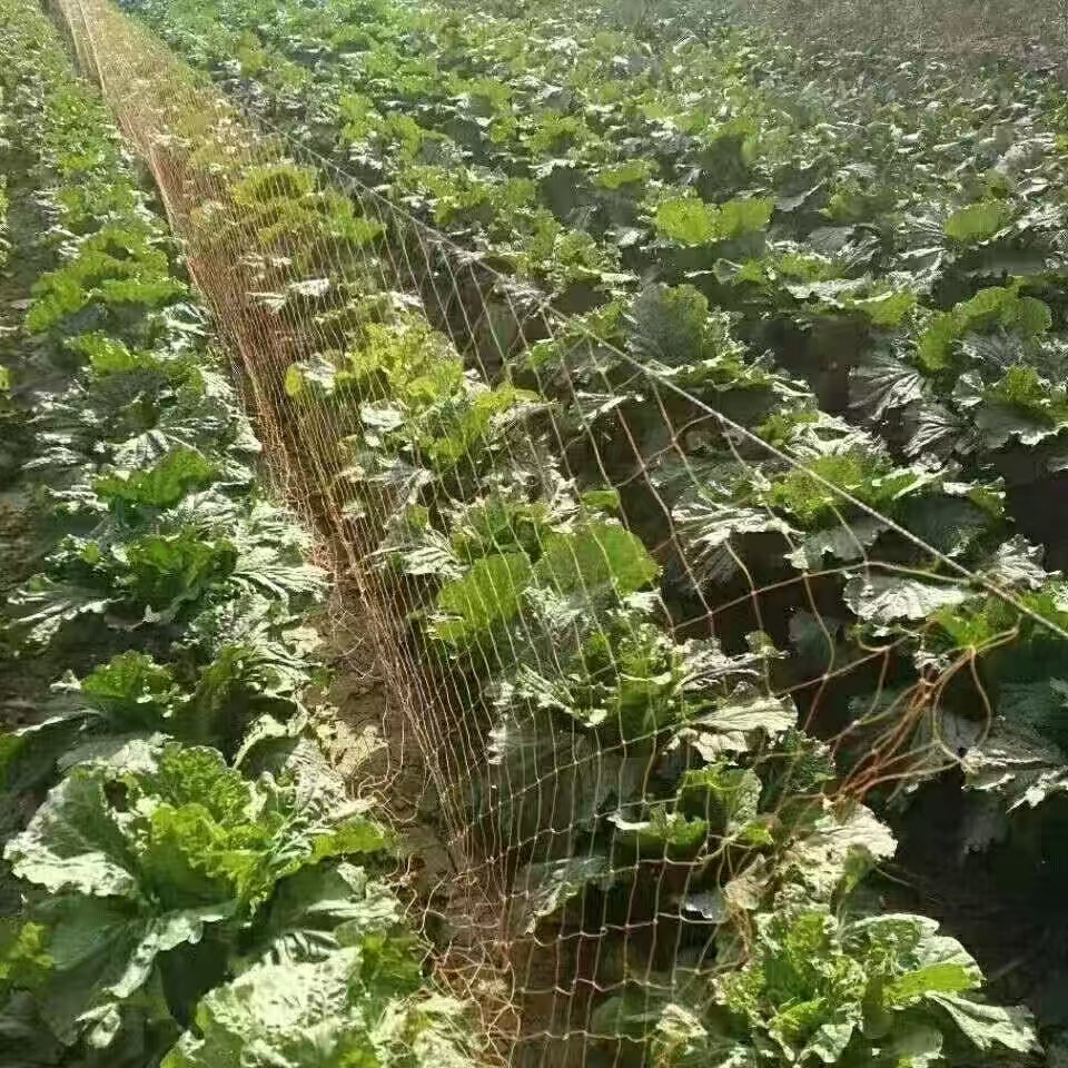 养殖网养鸡网尼龙网拦鸡围鸭网家禽网护栏网菜园围网防护网轮胎线,农机/农具/农膜,农用防鸟网,淘宝优惠券,粉丝福利购,淘宝优惠卷