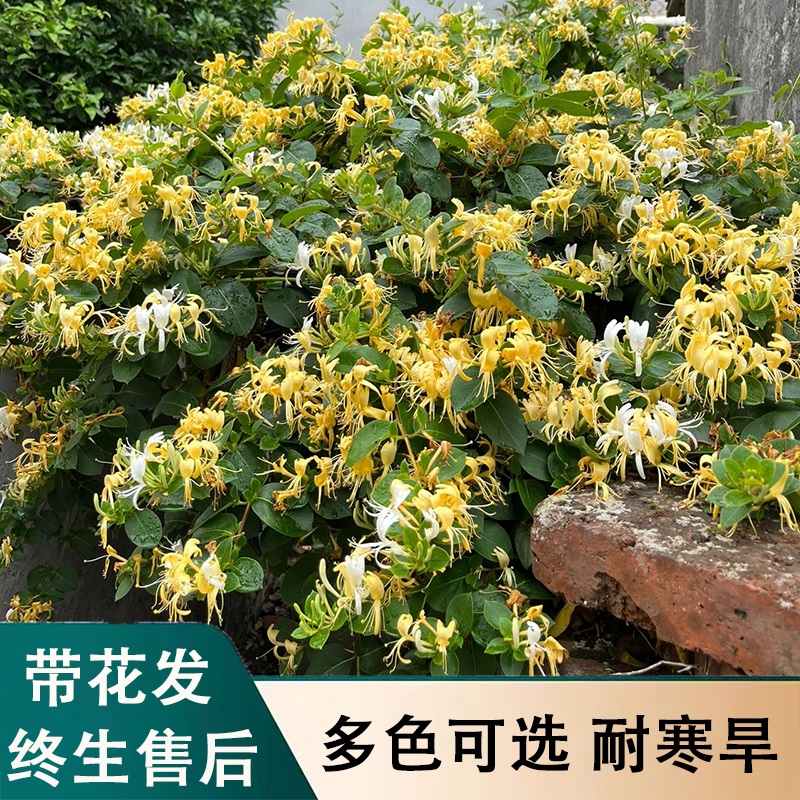 金银花树苗老桩盆栽浓香四季开花卉盆栽室内阳台庭院爬藤植物带花