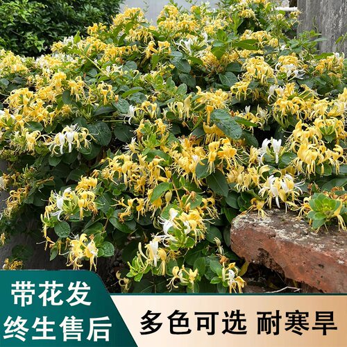 金银花树苗老桩盆栽浓香四季