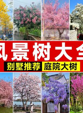 别墅庭院风景树苗大全樱花树苗玉兰花树苗海棠花树苗景观名贵树木