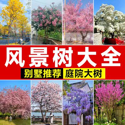 别墅庭院风景树苗大全适合