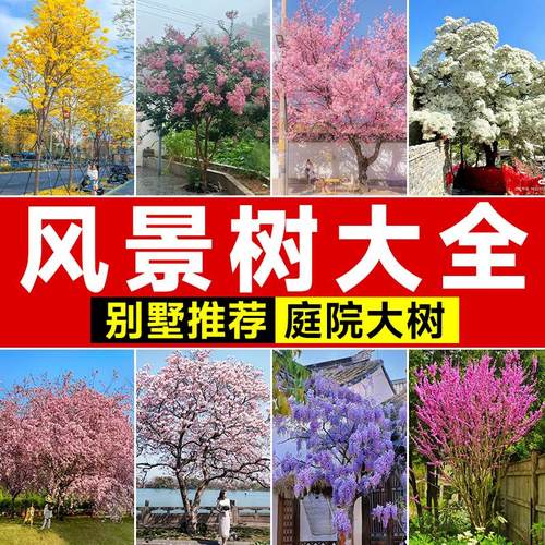 别墅庭院风景树苗大全适合