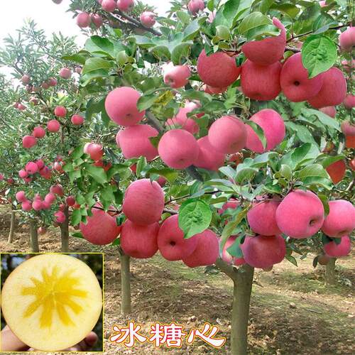 特大红富士苹果树苗冰糖心