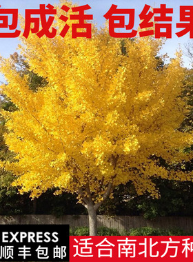金叶银杏树苗白果活苗庭院别墅绿化苗木行道树银杏大树南北方种植