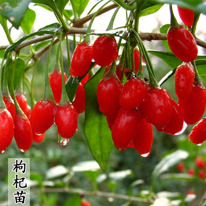 枸杞树苗地栽食用南北方水果图片