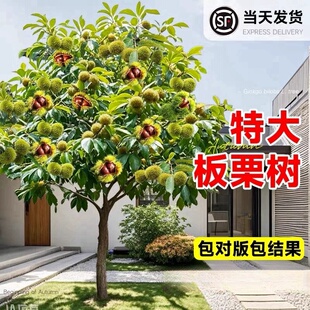 特大板栗苗树大红袍板栗树嫁接老桩南方北方庭院果树大树当年结果