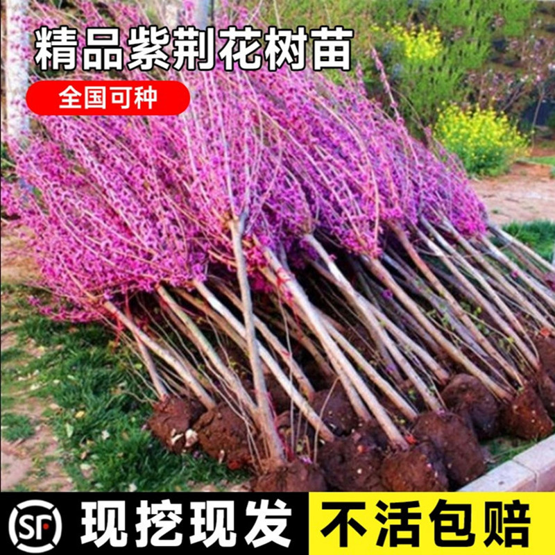 紫荆花树苗四季室外庭院开花紫荆树苗可盆栽绿化工程苗南北方种植
