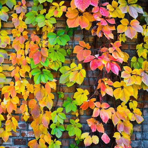 爬山虎花苗三五叶地锦藤绿植
