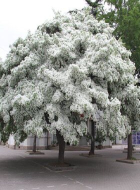 流苏小苗树嫁接桂花母本油根
