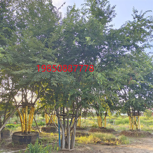 榉树苗朴树苗丛生朴树丛生榉树庭院别墅大型古树景观工程绿化苗木