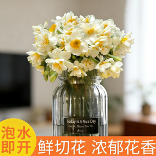 【现摘鲜切花】漳州水仙花种球花枝冬季水培花卉室内装饰春节花束