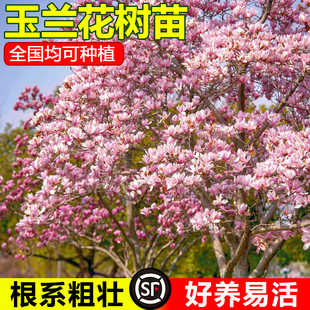 红白紫玉兰树苗带花苞庭院盆栽绿化植物