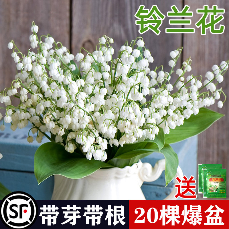 铃兰花苗带芽带根盆栽植物种球进口耐寒室内外花卉绿植四季开花