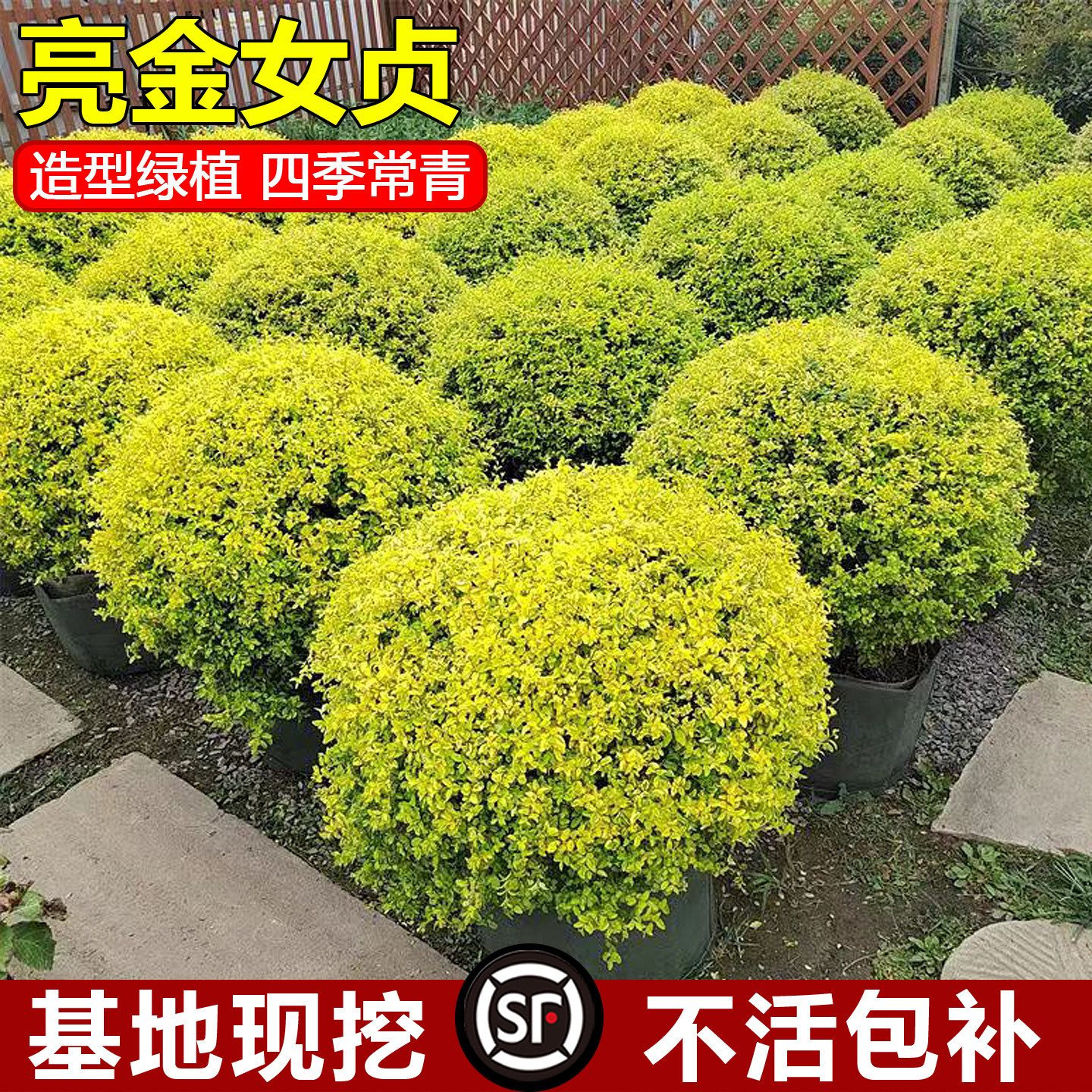 亮晶女贞球树苗植物地栽花园造景造型树苗棒棒糖金叶女贞耐寒苗木