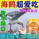 海鸥专用粮投喂海边景区红嘴鸥 食物高蛋白营养饲料鸟粮鱼磷虾干