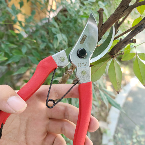 台湾修枝剪刀家用剪枝剪园艺果树剪省力剪花木剪刀日本钢剪子手剪