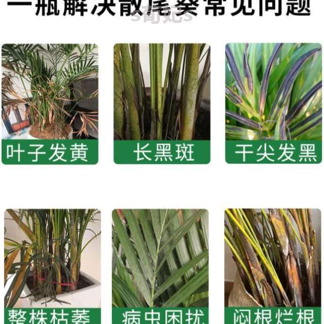 盆栽植物专用叶子,富贵凤尾竹病发黄...