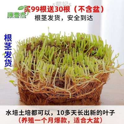 铜钱室内水生净化培植金钱通用绿萝水养桌面栽花草籽%好养简约草