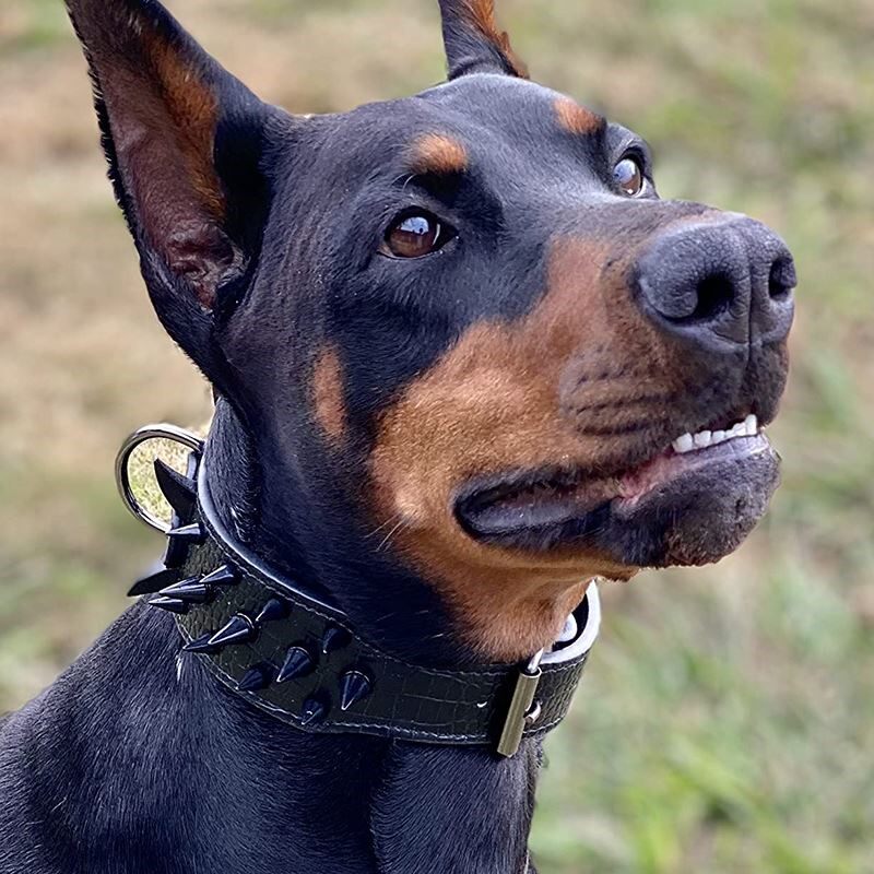 狗狗项圈防咬铆钉大型犬颈圈斗牛犬霸气脖圈狗防咬恶霸犬用品宠物