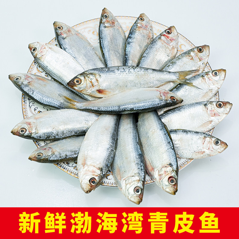 青皮鱼渤海湾小海鲜冷冻海鲜辽宁葫芦岛海鲜东戴河海鲜水产小海鱼