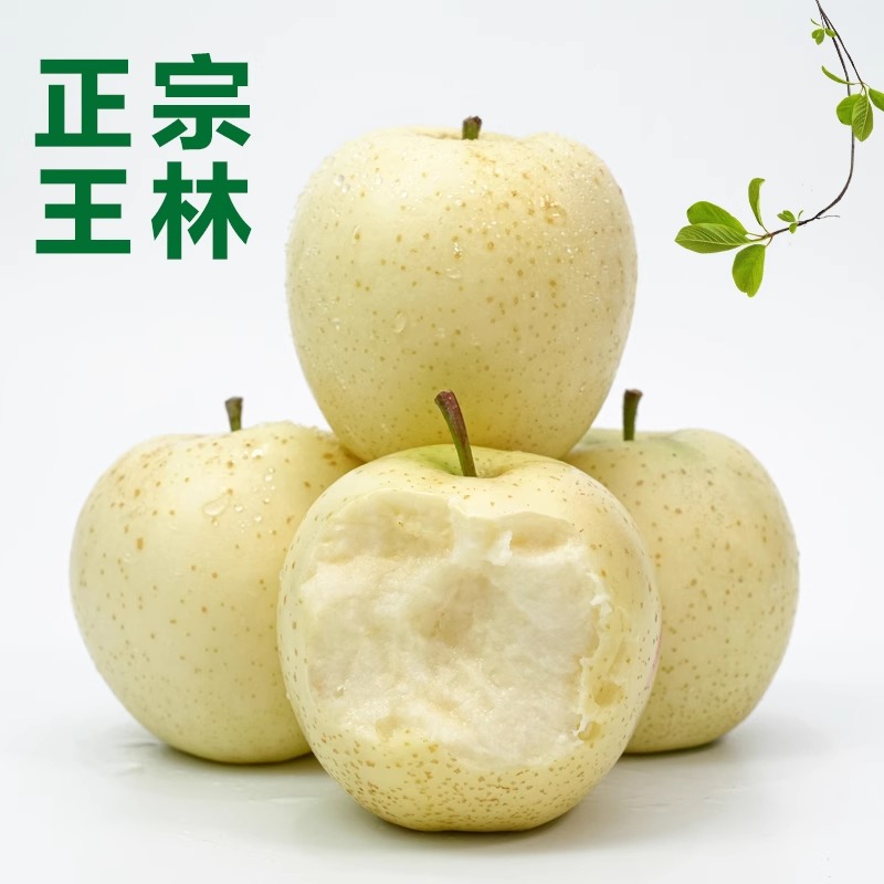 辽宁绥中王林苹果当季水果现摘