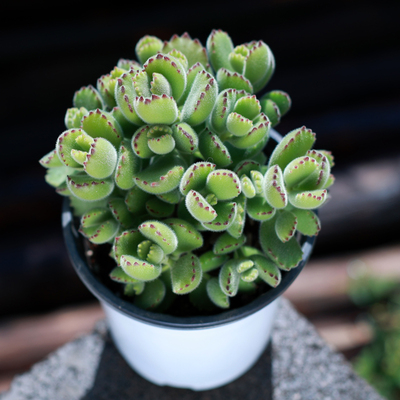 云南直发品质保证大颗好养