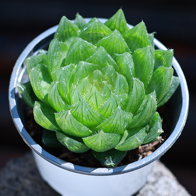 网红樱水晶新手云南贵货多肉植物精品盆栽组合大颗肉肉植物好养