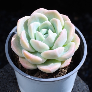 冰玉多肉植物组合盆栽懒人网红精品室内肉肉新手好养老桩云南直发