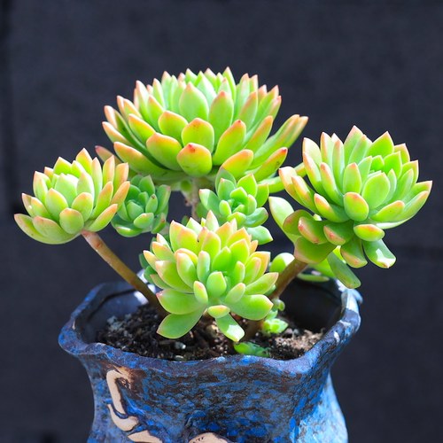 马库斯多肉植物老桩果直发盆景