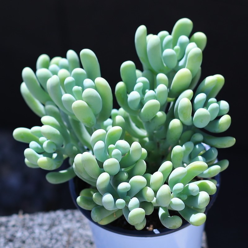 香蕉美人多肉植物盆栽花卉绿植老桩组合室内云南直发