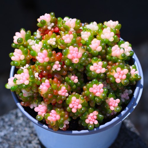 彩色浆果盆栽绿植花卉含盆土组合