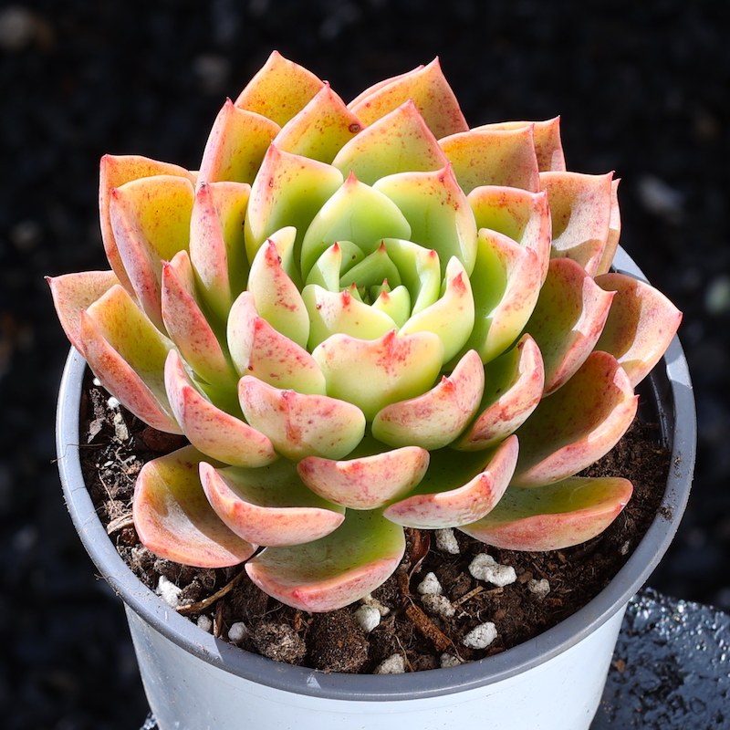 【贝拉多纳】多肉植物杂交贵货大颗好养昆明直发室内小盆栽绿植