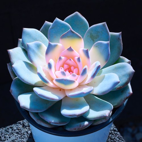 多肉植物花卉盆栽组合桌面粉蓝鸟