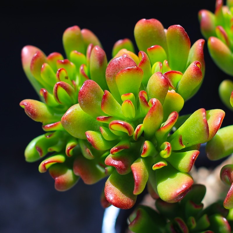 招财猫吸财树铲叶花月老桩多肉植物盆栽多肉绿植花卉超大室内玉树