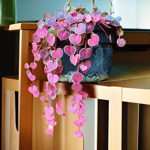 爱之蔓锦多肉植物客厅阳台花卉盆栽粉红群生吊兰垂挂肉肉绿植藤蔓
