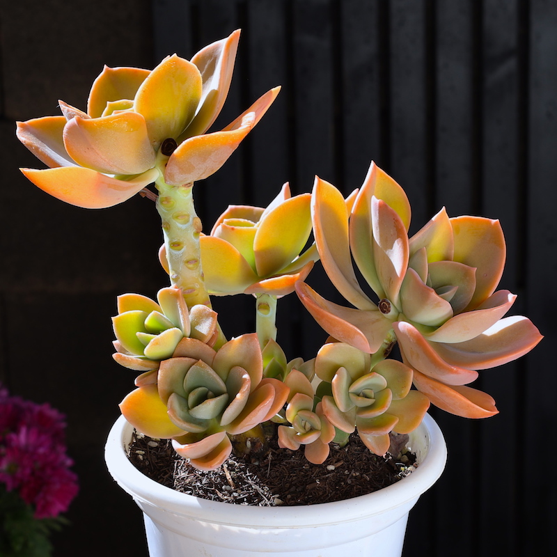 鹤氏多肉植物组合盆栽高级精品名贵罕见老桩大颗肉肉稀有品种绿植