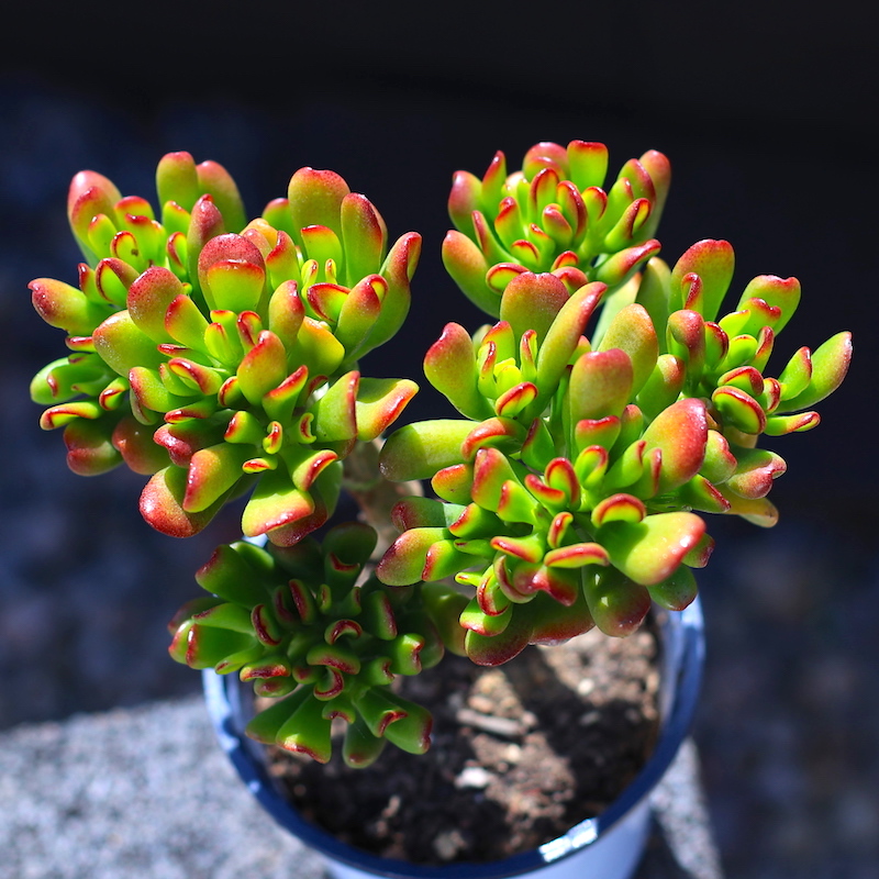 招财猫吸财树铲叶花月老桩多肉植物盆栽多肉绿植花卉超大室内玉树