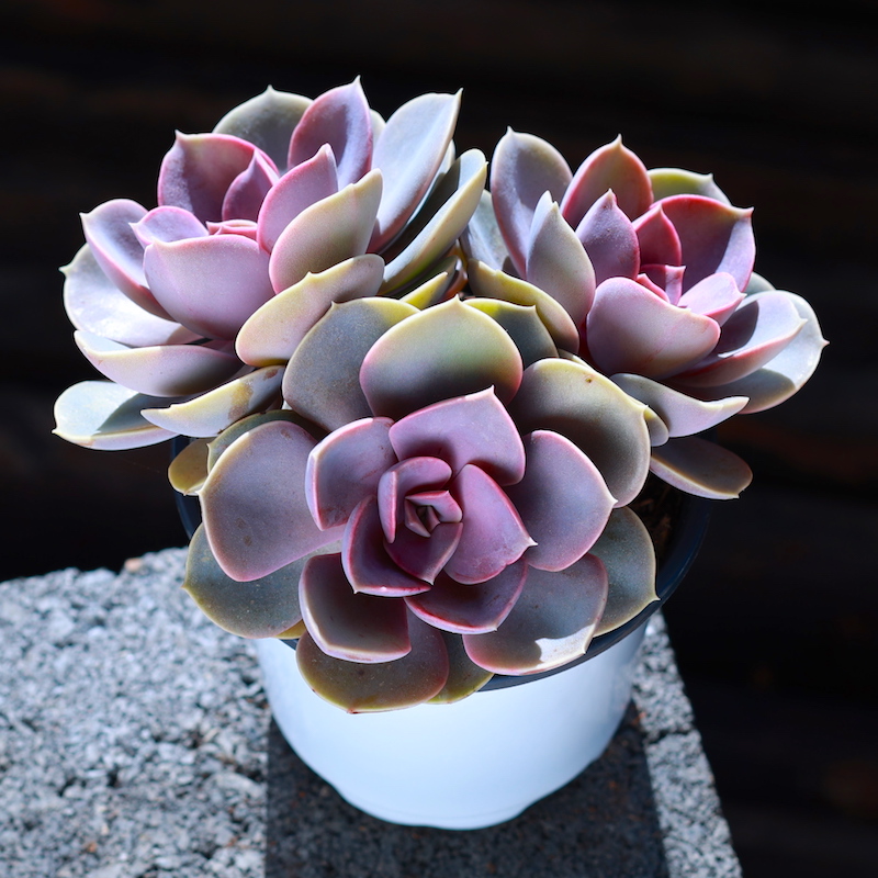 紫珍珠多肉植物多头群生盆栽绿植组合植物室内肉肉植物大颗好养