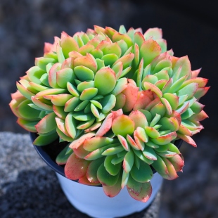绮罗缀化多肉植物盆栽绿植花卉老桩组合含盆土种好栽好云南直发