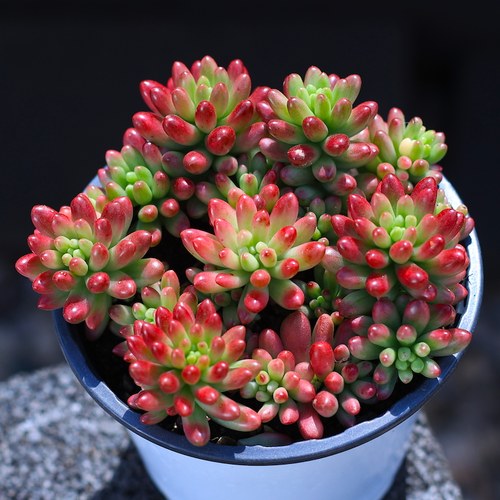虹之玉锦多肉盆栽绿植组合含盆土