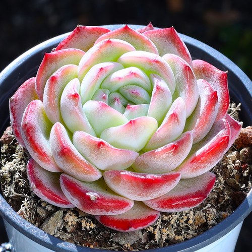 水梦多肉植物果时宴趣味