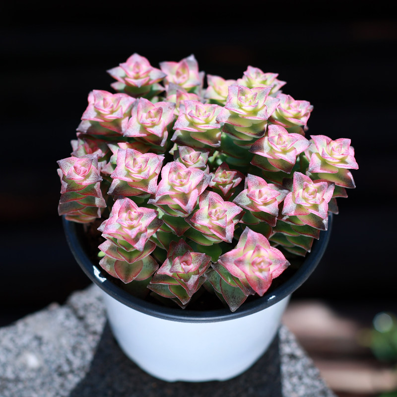 十字星锦多肉植物组合盆栽多头云南直发网红室内美观绿植花卉肉肉