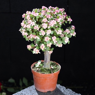 棒棒糖金枝玉叶多肉植物雅乐之舞大颗好养云南直发肉肉植物组合