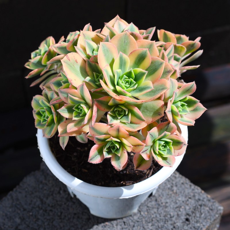 灿烂法师多头老桩多肉植物新手大颗好养肉肉绿植花卉组合盆栽云南