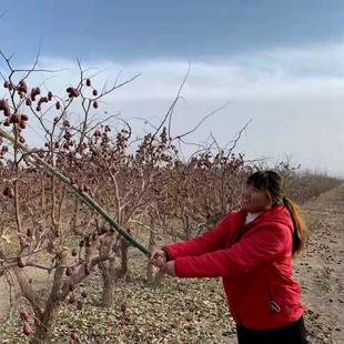 包邮 新疆小存姐二级大枣个大核小5斤 原产地发货正宗