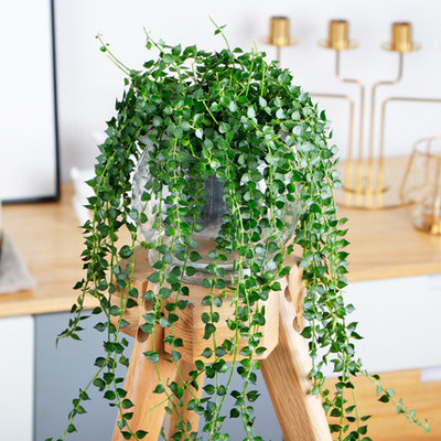 百万心吊兰植物室内垂千叶