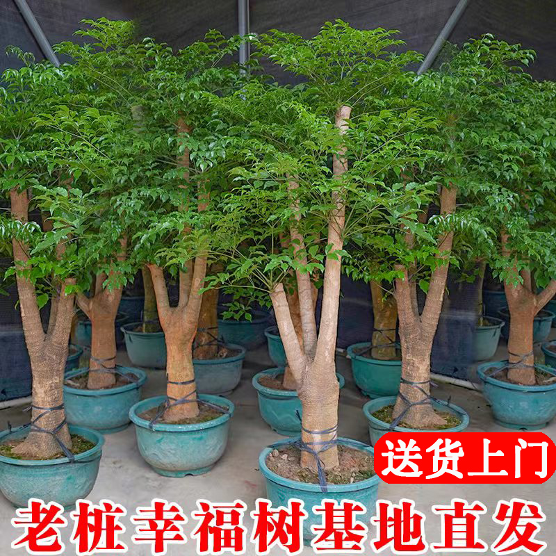 幸福树客厅盆栽大型老桩办公室