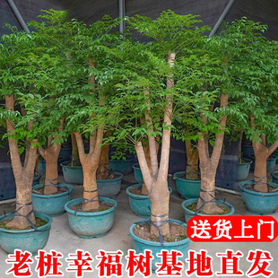 幸福树客厅大盆栽老桩室内庭院大型绿植幌伞枫净化空气好养活植物